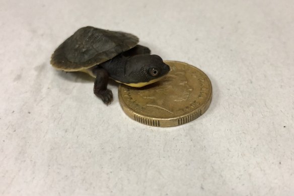 The new hatchlings are roughly the size of a one dollar coin.