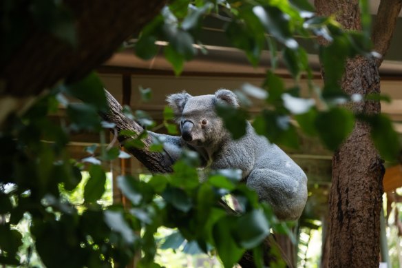 Visit a koala at the Wildlife Sanctuary in Knockrow.