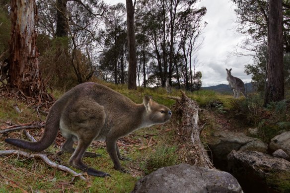 An artist’s recreation of S. occidentalis, the short-faced kangaroo that walked, rather than hopped, through forests 50,000 years ago.