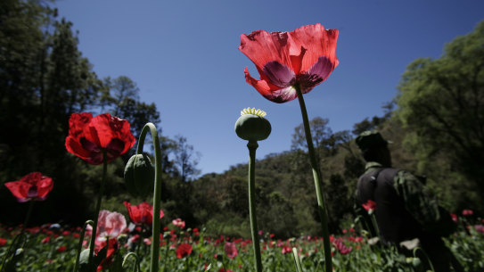 A soldier stands on a poppy field during eradication supervised by the Mexican Army on the outskirts of Morelia, Mexico. 