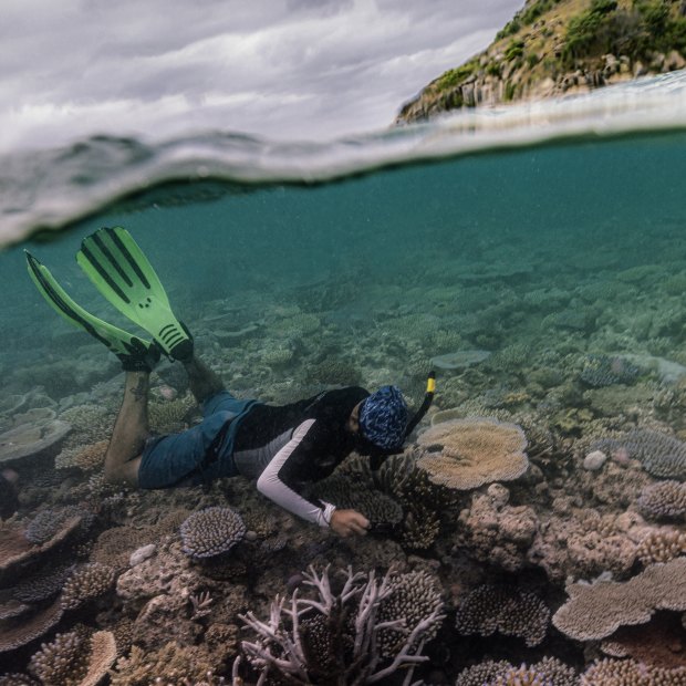 PhD candidate Matt Nicholson at work on Lizard Island.