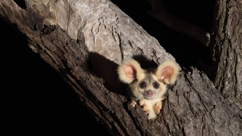 Victoria fires: Logging protection zones for greater glider ...