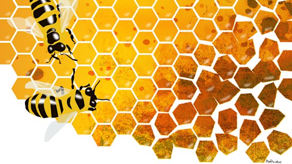 Capilano, supermarkets accused of selling fake honey