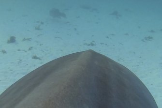 The $10,000 video cameras attached to the shark also work like a smartphone, tracking the animal’s physical movements in the water, like its tailbeats, and wher<em></em>e it travelled.