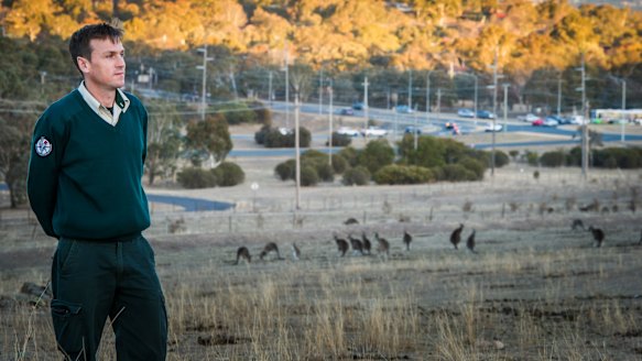ACT Parks and Conservation senior ranger Nick Daines with a mob of kangaroos at Mount Taylor reserve, near Athllon Drive.