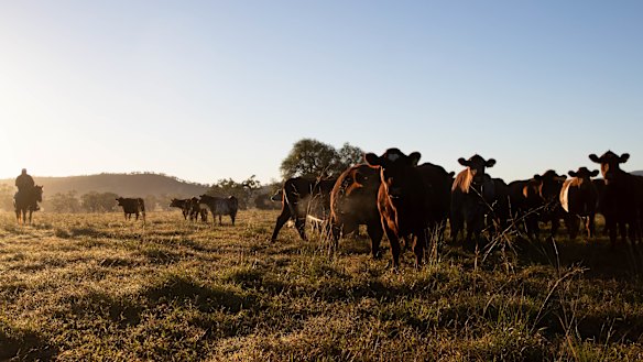 Australia’s beef farmers are poised to capitalise on a once-in-a-generation opportunity to reshape the industry. 