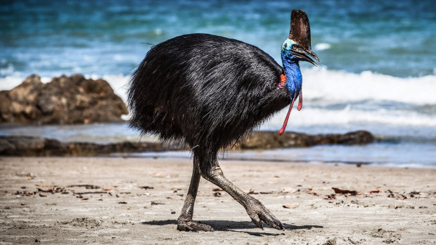 The cassowary was kept on the Florida farm, along with various other exotic birds.