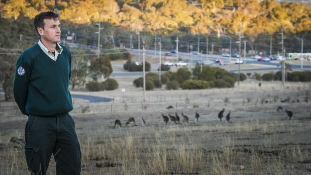 ACT Parks and Conservation senior ranger Nick Daines with a mob of kangaroos at Mount Taylor reserve, near Athllon Drive.