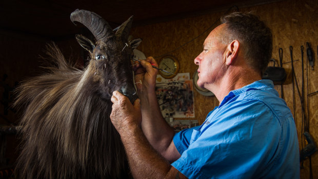Scott Keogh working with a Himalayan tahr.