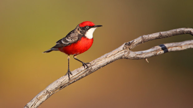 Crimson chats, usually only seen in arid areas, are flocking to Victoria