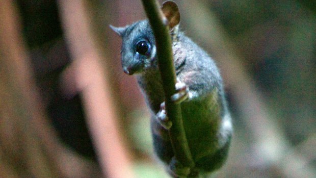 New national environment standards which are proposed by the Morrison government don't guarantee protection of habitat for critically endangered species like Leadbeater's possum. 