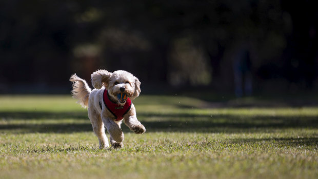 Learn how to keep your new pup as happy as this one, pictured at Centennial Park recently. 