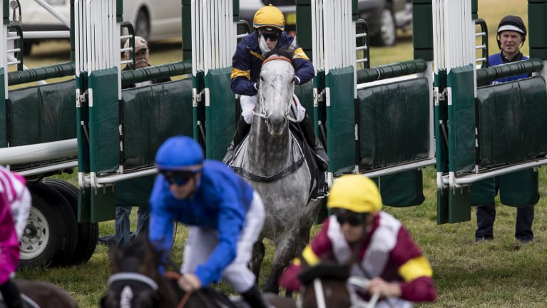 Stop-start: Chautauqua stalls in the barriers before eventually coming out and rounding up the field.