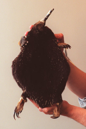 Dr Tim Flannery years ago with a dead sample of the echidna subspecies found in Indonesia. He later named the unknown species after Sir David Attenborough.