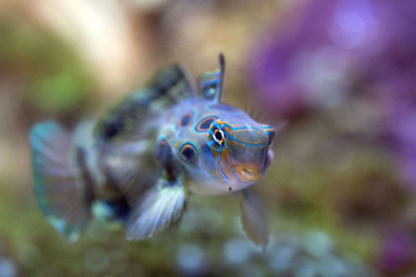 Prepare to be dazzled by the flamboyant creatures of the Oceanographic Museum of Monaco.