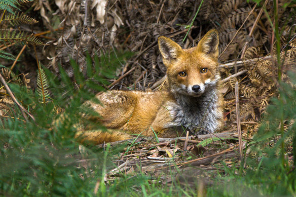  ‘Always Watching’.by David Eastham of a fox who’d been chasing a rabbit came in second in the Invasive Species’ annual photographic contest. 