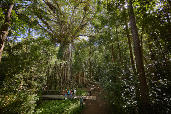 A fig tree in the Atherton Tableland rainforest.