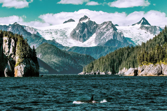 Orcas patrol the waters.