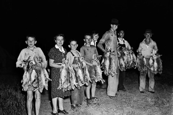 Australia’s rabbit plague in the early 1950s called for desperate measures.