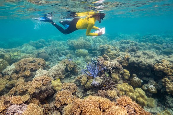 Science on the Barrier Reef with Coral Expeditions.