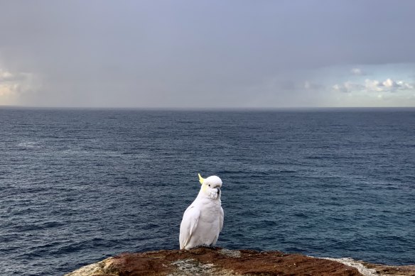 After taking this shot at Coogee, Michele Mossop considered Australia's wildlife from a foreigner's perspective.