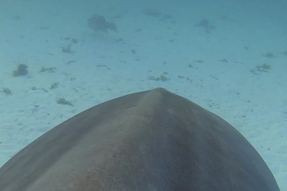 The $10,000 video cameras attached to the shark also work like a smartphone, tracking the animal’s physical movements in the water, like its tailbeats, and where it travelled.