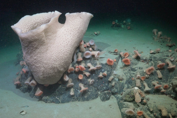 A large sponge, a cluster of anemones and other life is seen nearly 230 metres deep at an area of the seabed that was very recently covered by the George VI Ice Shelf, a floating glacier in Antarctica. Sponges can grow very slowly, sometimes less than two centimetres a year. Therefore, the size of this specimen suggests this community has been active for decades, perhaps even hundreds of years.