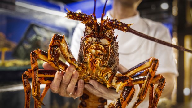 China’s $20b Australian trade war over as lobster trade resumes