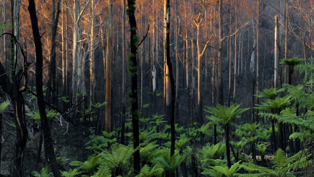 To burn or wait for an inferno? The oldest riddle of the forest