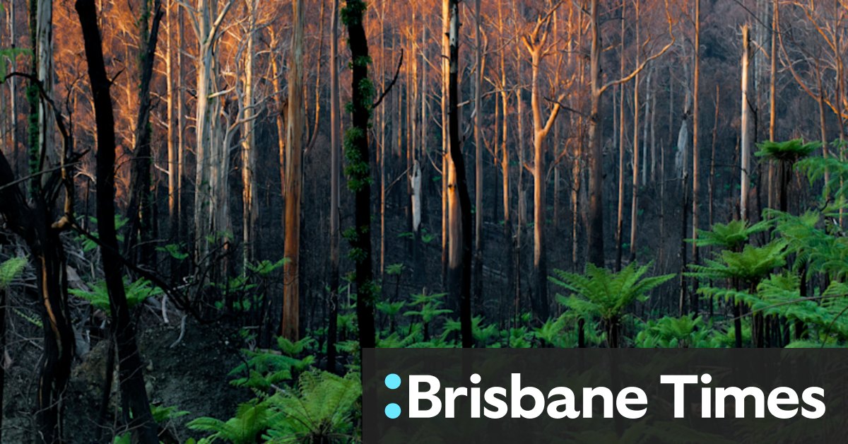 To burn or wait for an inferno? The oldest riddle of the forest - Vimarsana News