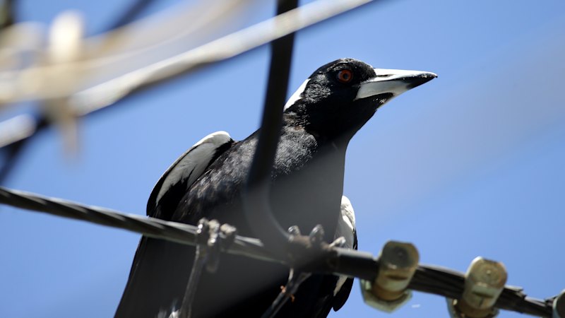 New data names Brisbane suburbs with the most reported bird swooping