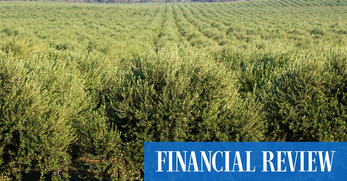 Newly listed Cobram Estate chases $50m equity, $15.5m selldown - Vimarsana News