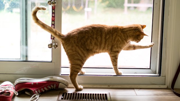 Can cats sense cancer, or even bad news, and be overcome by the need to flee?
