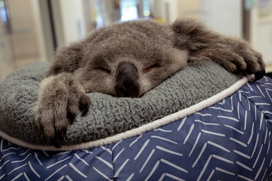Baby CC, a rescue joey, receives regular checkups at the Wildlife Health and Conservation Hospital in southwestern Sydney.