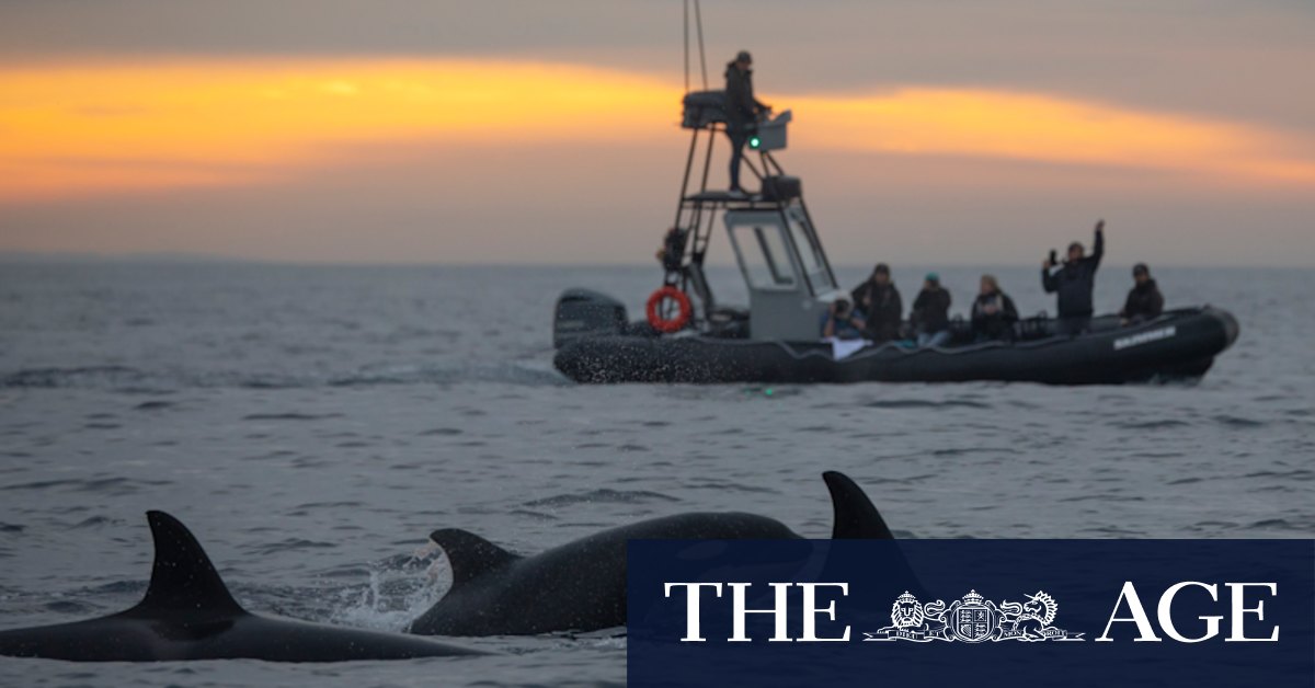 Scientists unravel the big mystery of a beached whale - Vimarsana News