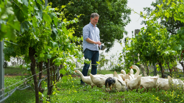 The geese have been used at the winery since 2011.