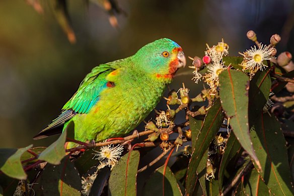 The swift parrot is one of Australia’s 19 critically endangered birds.