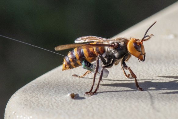 An Asian Giant Hornet wearing a tracking device in Washington state. 