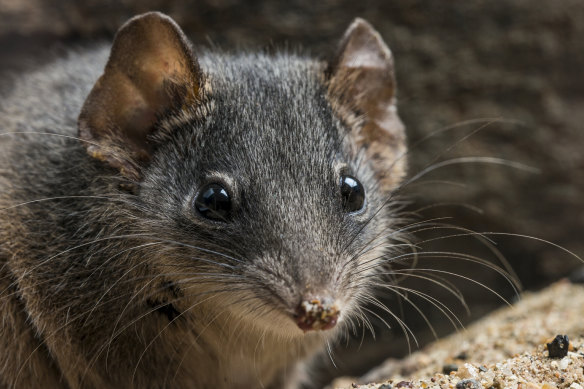 Live fast, die young: The antechinus has a short lifespan, with males lasting only a year.