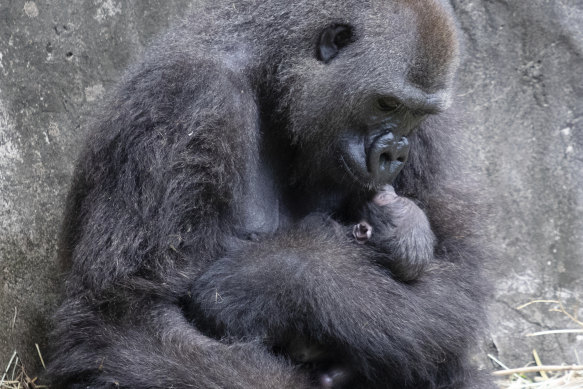 Tumani, a critically endangered western lowland gorilla, holds her newborn in Audubon Zoo, New Orleans on September 4. The zoo announced on Thursday that the baby had died.