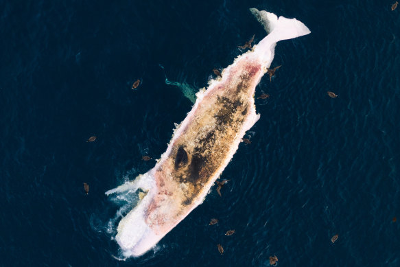 The dead whale had been seen drifting in Surf Coast waters for several days.