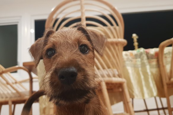 'My family-of-four has just brought Bruce the Irish Terrier home, and he’s made a huge, immediate impact on our isolation'