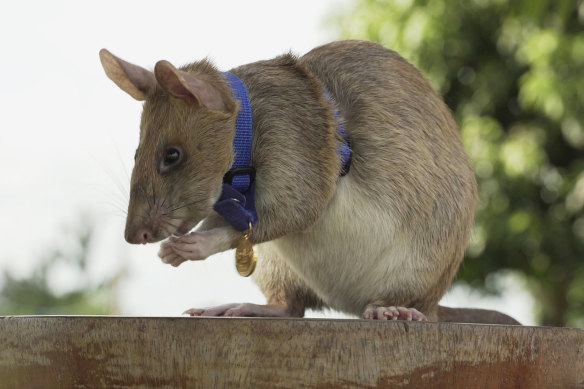 Magawa the rat, wearing his gold medal for his services sniffing out landmines. 