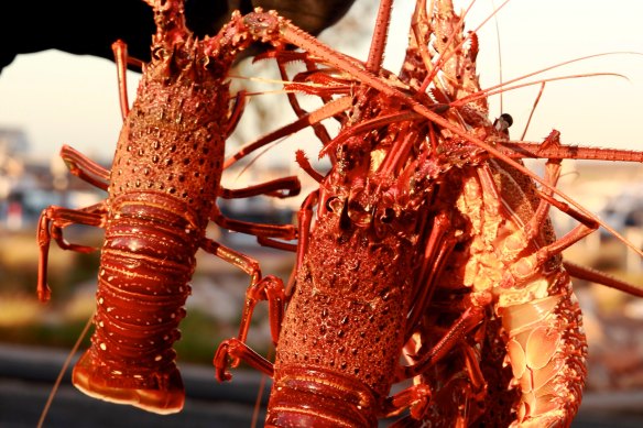 Fresh Australian rock lobsters are a big export to China but tonnes are now being held up.