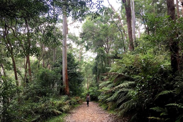 The Blue Gum Walk is a short stroll from Hornsby train station.