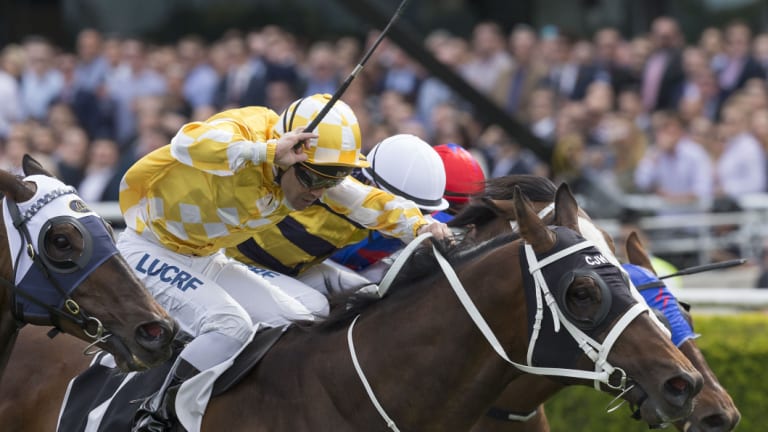 Going global: Chris Waller-trained Comin' Through will tackle the Hong Kong Mile on Sunday.