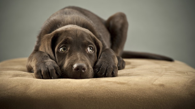Blackmores dog vitamins sale