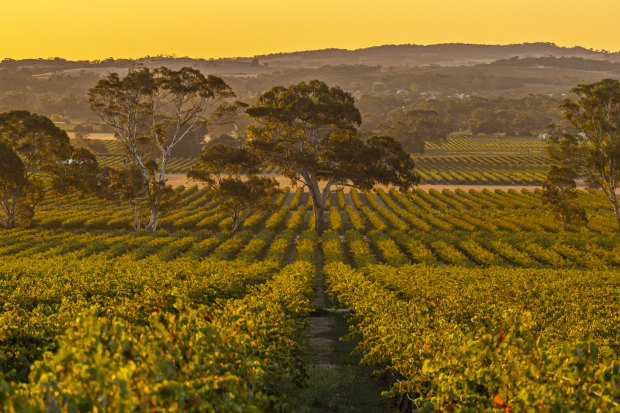 Yalumba in the Barossa Valley, South Australia.