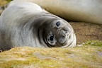 Female elephant seal, relaxing on her side