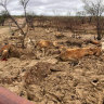 Queensland graziers rise from the mud after flood